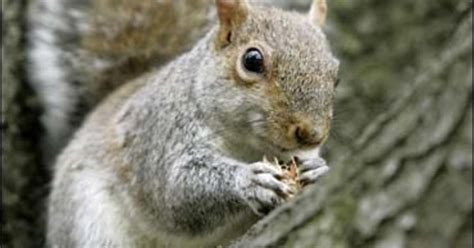 Squirrels Secret For Scaring Snakes Cbs News