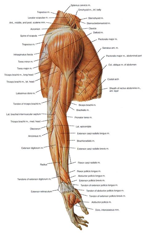 Muscles Of The Shoulder The Arm And The Forearm Lateral View