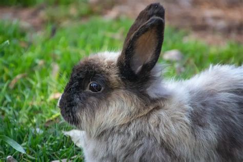 spaying neutering your rabbit pros cons pre and post operation care here bunny