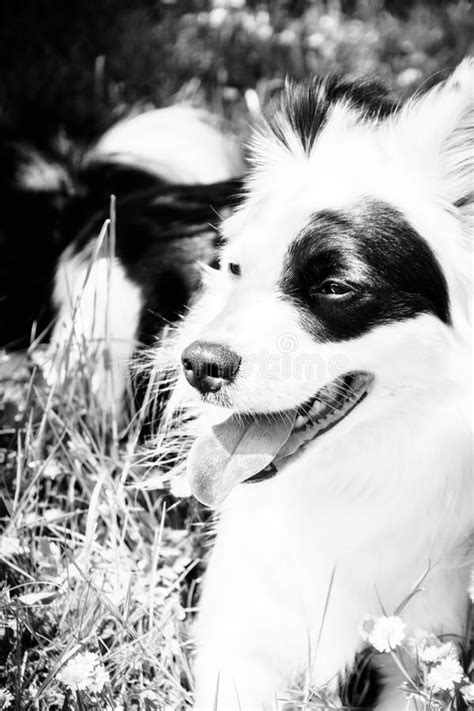 Black And White Dog 61 Stock Image Image Of Cute View 83180131