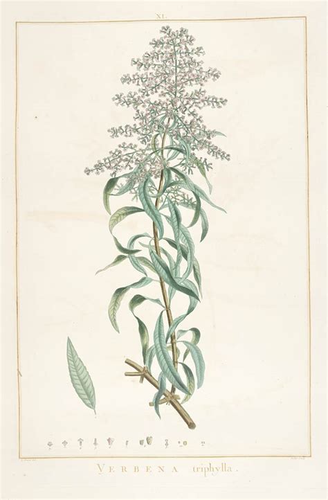 Lemon verbena, (aloysia citriodora or lippia citriodora), tropical perennial shrub belonging to the family verbenaceae, originating in argentina and chile. Monterey Bay Spice Co. - Lemon verbena