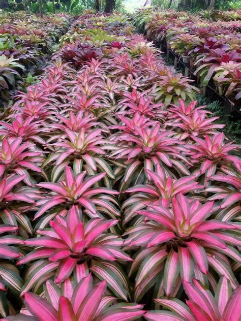 Bromeliads Are Pineapple Plants That Bloom Once Then A Shoot Starts