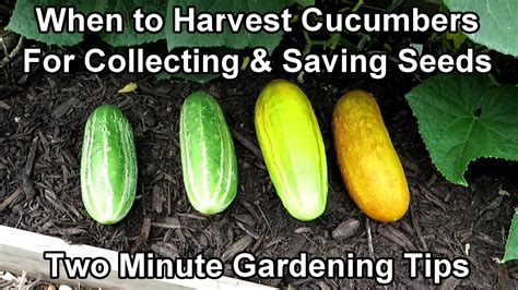 When And How To Harvest Cucumber Seeds Save Money Sell Or Trade Seeds