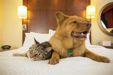 Your pet is your best travel buddy. The Top 12 Pet-Friendly Hotels in the USA | Travel | US News