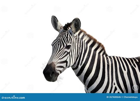 Beautiful Striped African Zebra On White Background Wild Animal Stock