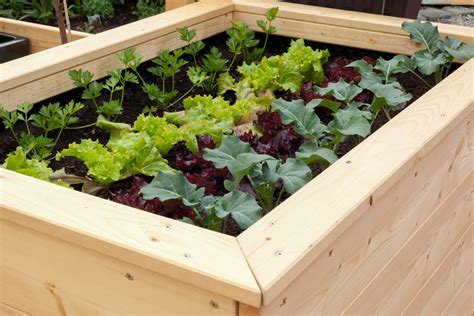 Egal, welche sorte man kaufen will, grundsätzlich ist holz mit fsc. Blattläuse am Salat - So retten Sie ihre Pflanze im ...