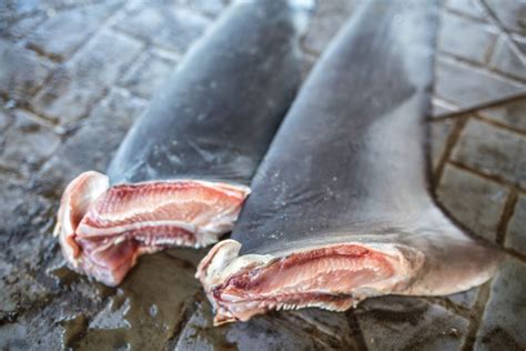Hong Kongs Sinister Trade Of Shark Finning The Vegan Review