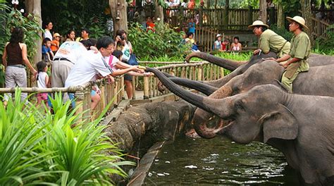 Taman satwa anak adalah zona yang terdiri dari. Hewan di Kebun Binatang Mulai Kelaparan, Kita Bisa Bantu ...