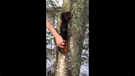 Add about 400 milliliters (roughly 12 ounces) of hot water and. Harvesting chaga - YouTube