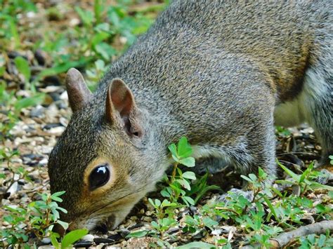 Squirrel Eating Under The Bird Feeder Youngsville Nc In 2020