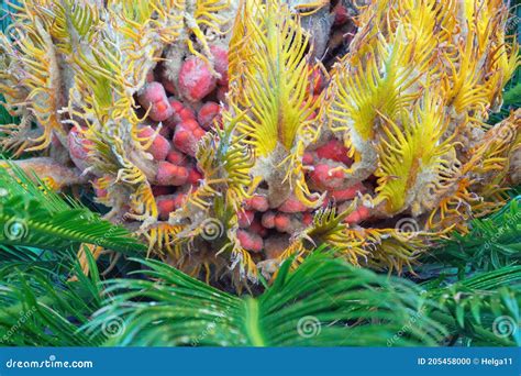 Leaves And Seeds Of Ornamental Palm Cycas Revoluta Sago Palm Stock