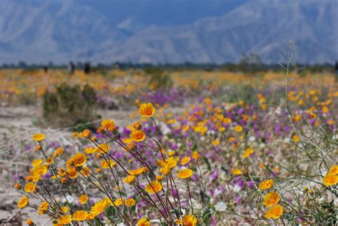Desert Sunflowers Geraea Canescens Raphael Mazor Flickr