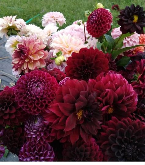Dec 21, 2020 · wedding flowers & bouquets; Dahlias Burgundy Flowers At Wholesale Price in 2020 ...