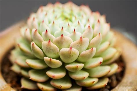 Latin coccineus= red, referring to red tips to the pale yellow petals. Succulent Plant . Green And Red Tips Echeveria Succulent ...