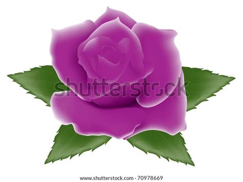 Vector Illustration Purple Rose Stock Vector Royalty Free 70978669