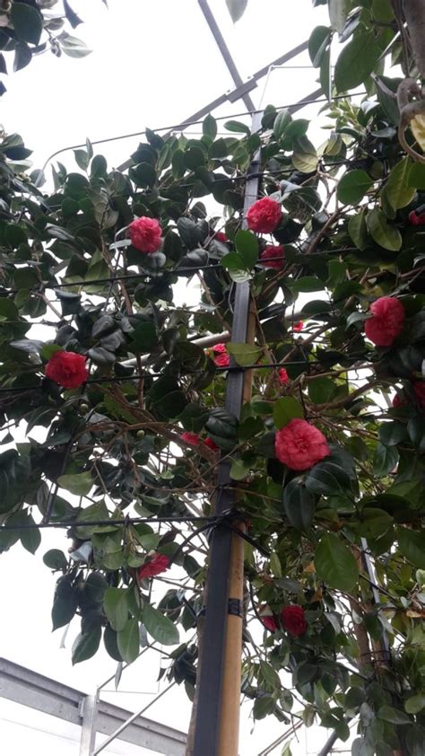 Camellia Japonica Mathotiana Rosea Pleached Matteini Tranquillo