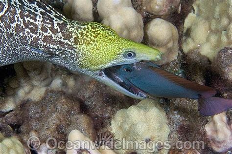 Undulated Moray Eel Eating Fish Photo Image