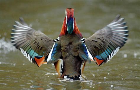 Mandarin Duck Drake Flapping Wings London Uk Photograph By Russell