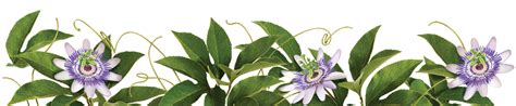 Learn more about passionflower uses, effectiveness, possible side effects, interactions passion flower is a climbing vine that is native to the southeastern united states, and central and. These products may not be right for you. Always read and ...