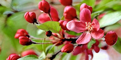 Crabapple Description Tree Fruit Varieties And Facts Britannica