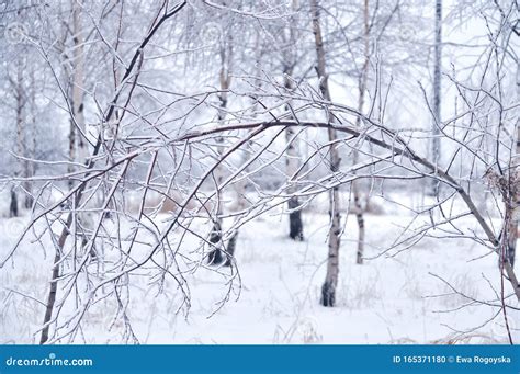 Winter Birch Trees Landscape Stock Photo Image Of Trees Outdoors