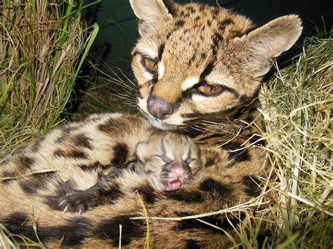 A Margay At Bioparque Mbopicuá In Uruguay Gave Birth To A Beautiful