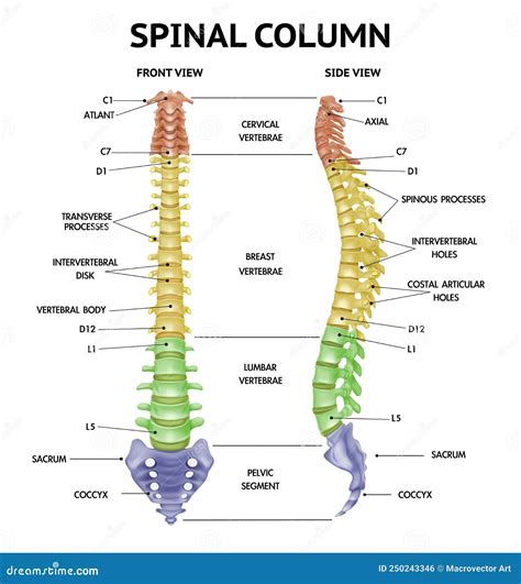 Spine Anatomy Realistic Chart Stock Vector Illustration Of Anatomical