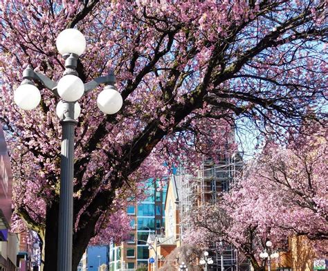 Locate and compare flowers in canada, yellow pages local listings. First of the Season: Spring Flowers in Victoria | Tourism ...