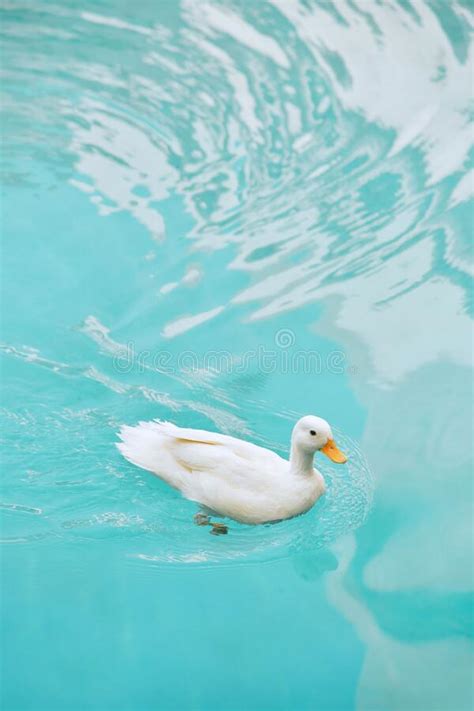 White Duck Swimming On The Clear Blue Water Stock Photo Image Of Bird