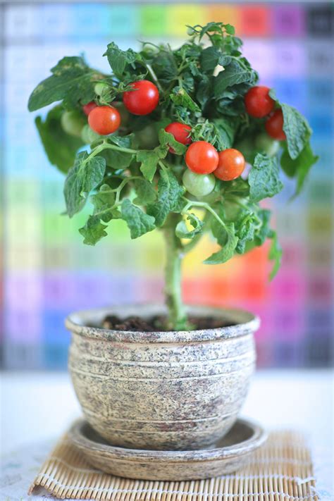 Summary Of 22 Articles How To Grow Small Tomatoes Latest Sa