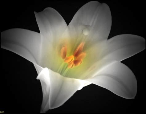 White Easter Lily Photograph By Debra Vatalaro Fine Art America