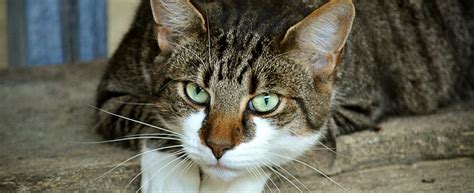 Every spring he goes through a ritual of tugging out hair down around the base of his tail. Cat losing hair on back near base of tail and around eyes ...