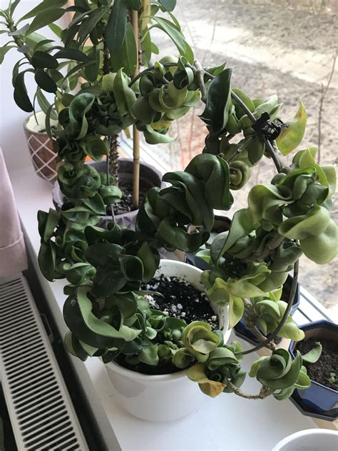 So, in this post, i'm going to tell you all about them 2. My mother gave me this plant - I think it has fungus ...