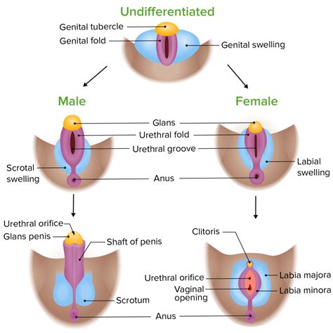 Vagina Vulva Und Beckenboden Anatomie Lecturio