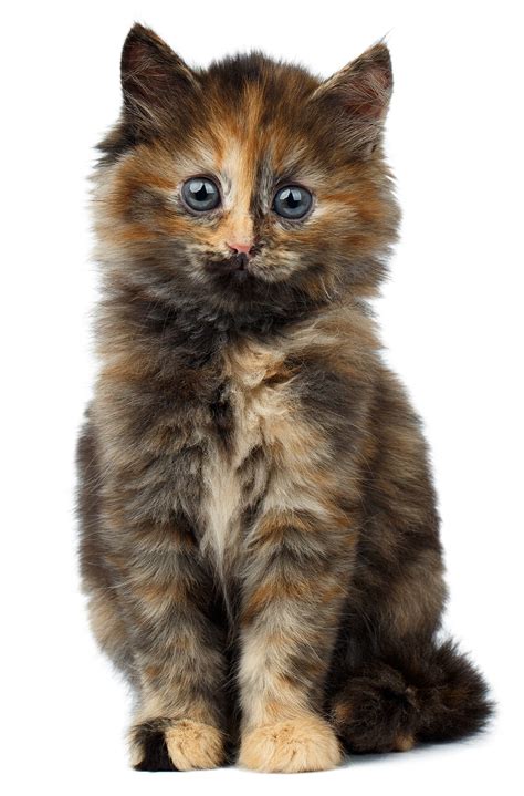 Tortoiseshell Cat Over 30 Fascinating Facts About Tortie Cats