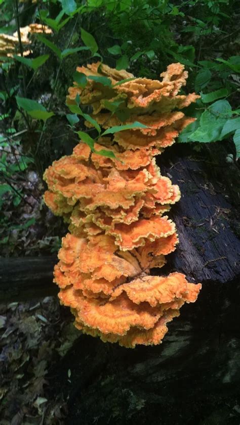 Found Some Chicken Of The Woods Today Rmycology