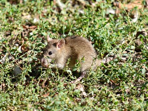 Free Picture Mouse Wild Rodent Nature Wildlife Animal Grass