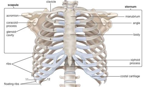 The rib cage surrounds the lungs and the heart, serving as an important means of bony protection encyclopaedia britannica's editors oversee subject areas in which they have extensive knowledge rib cage , in vertebrate anatomy, basketlike skeletal structure that forms the chest, or thorax, and is. How Do the Bones in My Corset Affect the Bones in My Body?