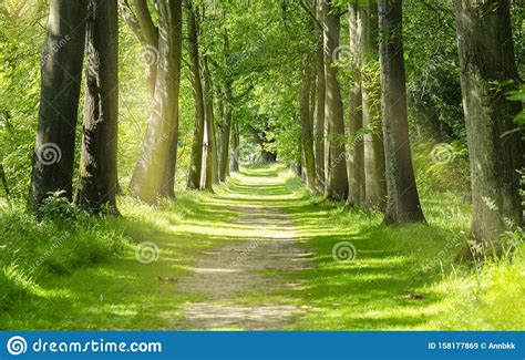 Beautiful Green Forest Trees With Morning Sunlight Path