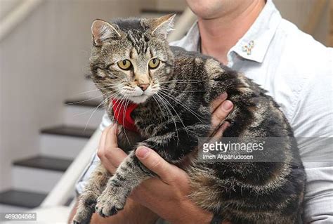 tara the hero cat photos and premium high res pictures getty images