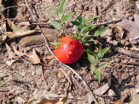 This is a guide about animals eating my tomato plants. A Squirrel Eats a Tomato | Nature Photo Gallery