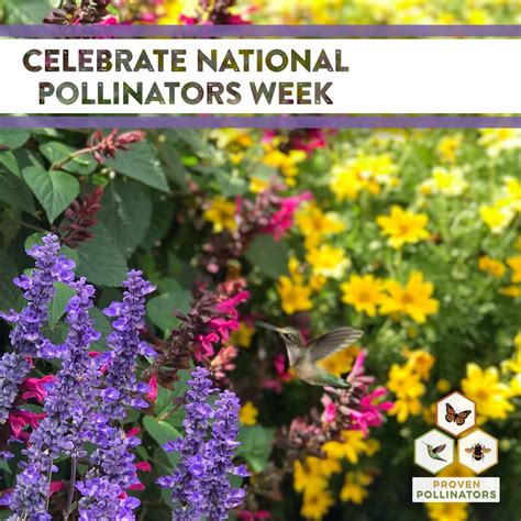 National Pollinator Week With Proven Winners Pollinator Garden