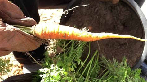 How To Grow Carrots In A Container Simple And Easy Youtube