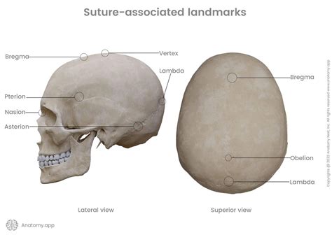 Skull Anatomy Cranial Bone And Suture Labeled Diagram 53 Off