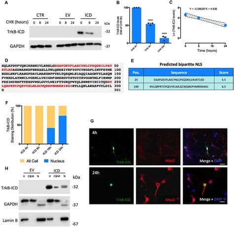 La ovación a raphael en los ondas y su 'gracias a la vida'. Frontiers Trkb Icd Fragment Originating From Bdnf Receptor
