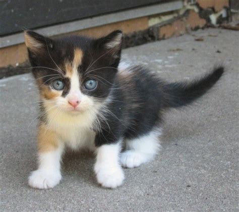 Calico Kitten Always Love A Calico Little Kittens Cute Cats And