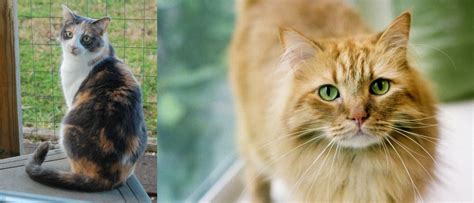 Ginger Tabby Vs Dilute Calico Breed Comparison Petzlover