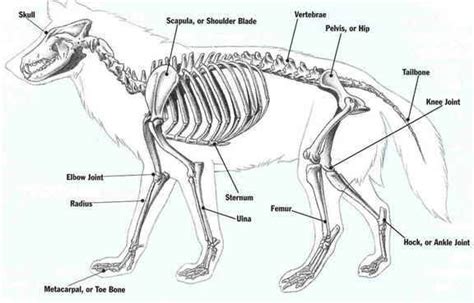 Pin By Florette Chignard On Wolf Wolf Anatomy Wolf Skeleton Animal