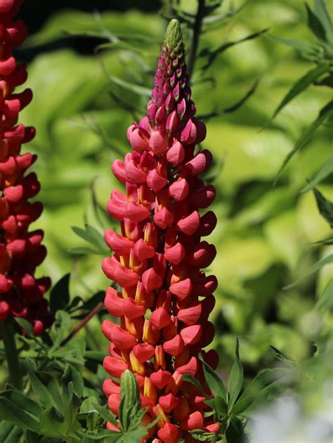 Can lupines be grown in pots? Lupine 'Towering Inferno' - Lupinus polyphyllus 'Towering ...
