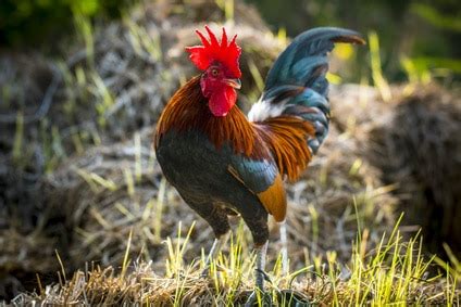 Jun 2, 2010 5:04 am. Rooster - Symbolism, Meaning, Superstitions and Legend